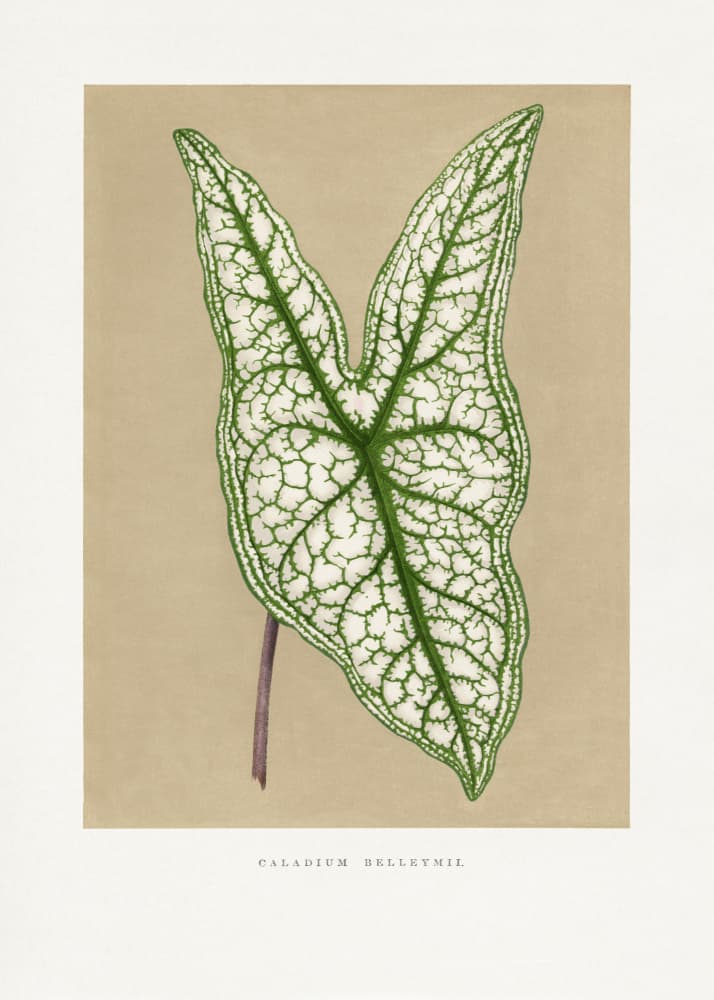 Green Caladium Belleymii Leaf Illustration by Les Plantes a Feuillage Colore — canvas wall art